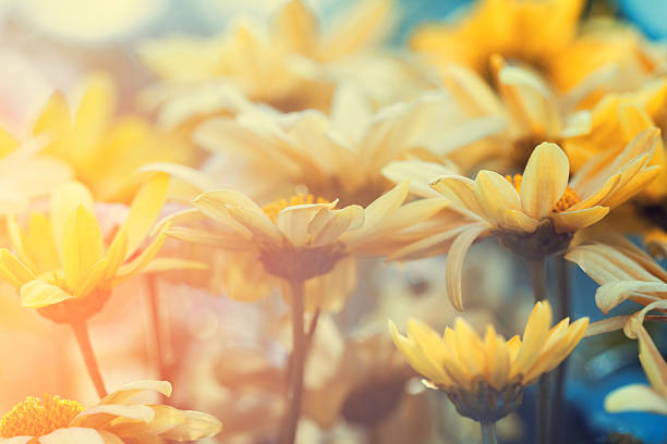 Vintage flower lawn for background