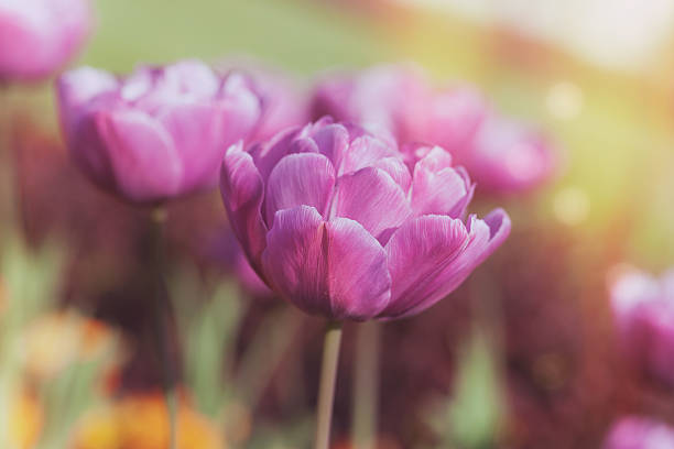 아름다운 그레디언트된 튤립 배경기술 - double tulip 뉴스 사진 이미지