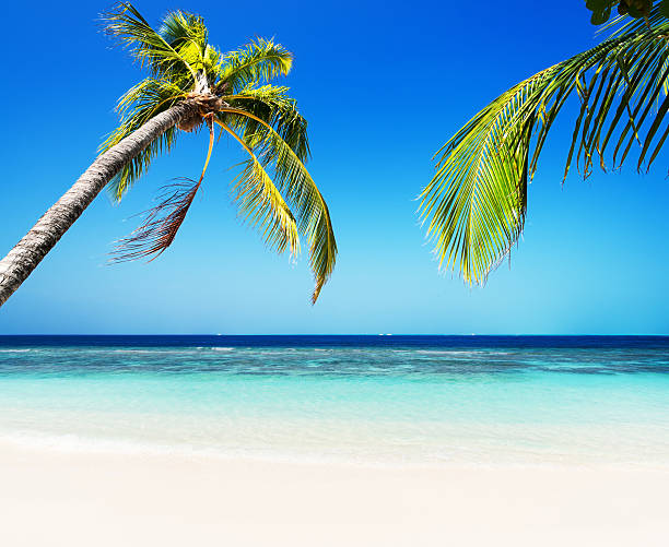 istock Tropical green lagoon and sunny beach palm trees 519613974