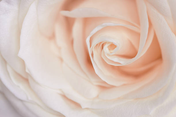 istock Abstract macro background of rose. 519615172
