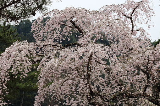 cherry blossoms of japanese shrine