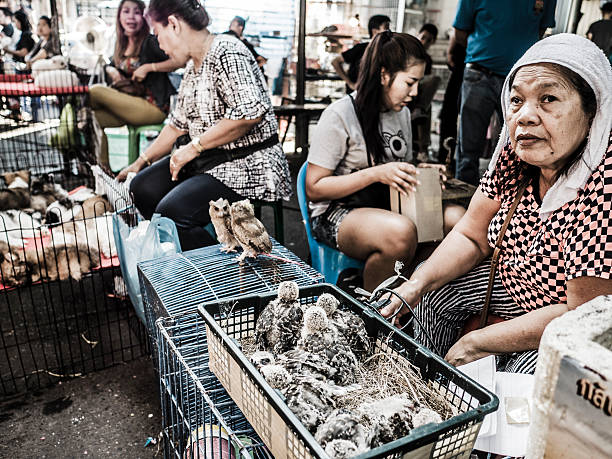 Bangkok, Thailand - February 28, 2016: Vendors selling animals on the streets of Chatuchak market Bangkok Thailand. This weekend market in considered the biggest in Asia with more than 8000 stalls. It has been open since 1942 and is now located near the Mo Chit skytrain station. The animal section is quite large with hundred of market stalls selling all kind of pets and wild animals