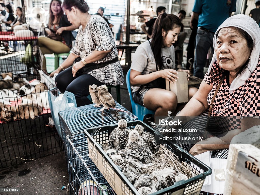Selling Animals In Chatuchak Market Bangkok Stock Photo - Download Image  Now - Market - Retail Space, Animal, Adult - iStock