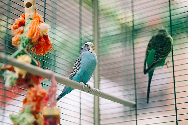 Colorful parrots birds Colorful parrots birds inside in a cage birdcage photos stock pictures, royalty-free photos & images