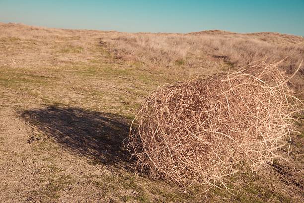 Tumbleweed Tumbleweed sand river stock pictures, royalty-free photos & images