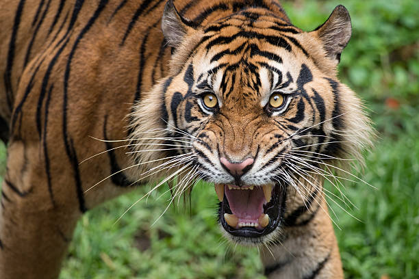 Roaring Sumatran Tiger Sumatran Tiger gaves chills. roaring photos stock pictures, royalty-free photos & images
