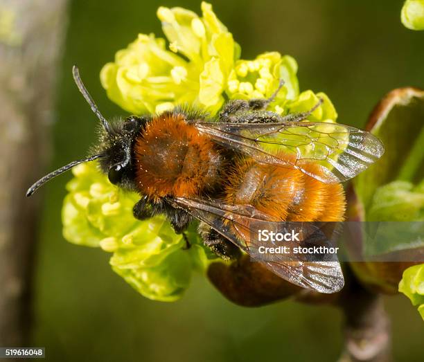 Tawny Mining Bee On Flowering Acer Tree Stock Photo - Download Image Now - Tawny, Bee, Mining - Natural Resources