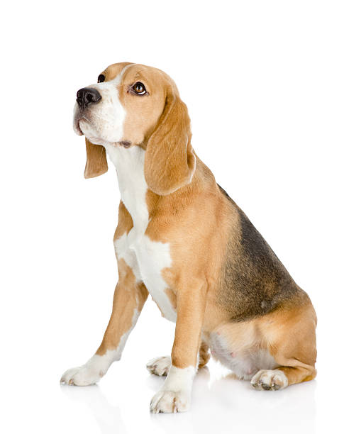 istock Beagle dog looking away and up. isolated on white background. 519617604