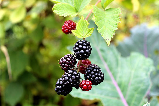 berries in the garden