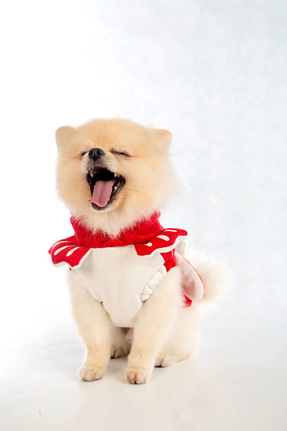 istock pomeranian dog 519617902