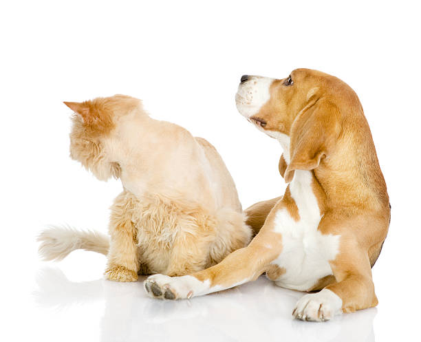 istock Beagle and persian cat. looking away. isolated on white background 519617926