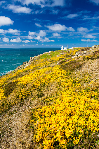 Flowering Gorse on the headland know as Pendeen Watch in the background is Pendeen Lighthouse Cornwall England UK Europe