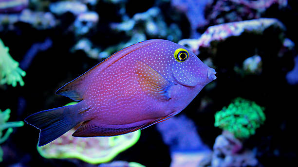 tang bike Kole surgeon fish in marine tank tropical fish stock pictures, royalty-free photos & images