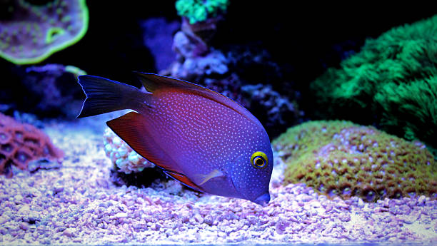 istock Kole yellow eye tang 519618560