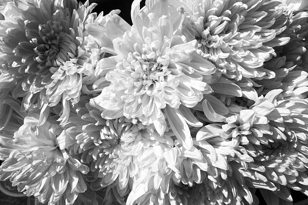 istock flower abstract background : black and white tone 519618608