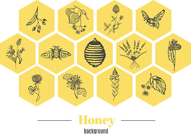 miód tle - bee honey bee single flower honey stock illustrations