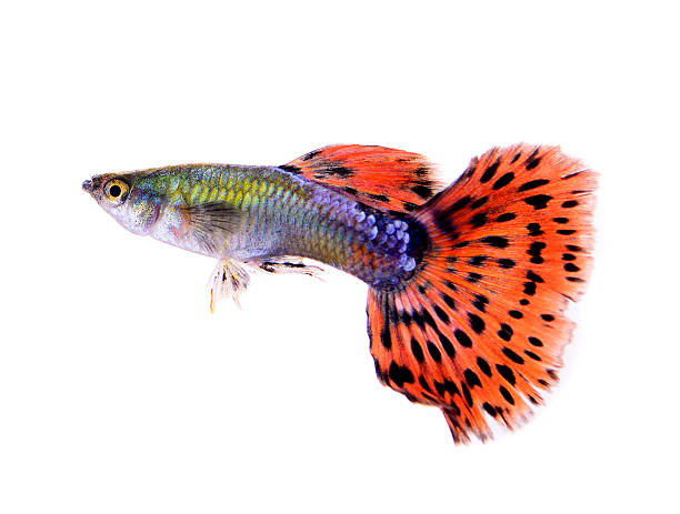 istock guppy fish isolated on white background 519619529