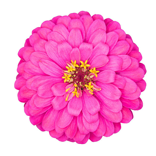 istock Pink zinnia flower 519619703