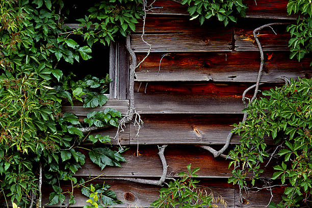Ivy and its thick vines are overtaking this abandoned house.