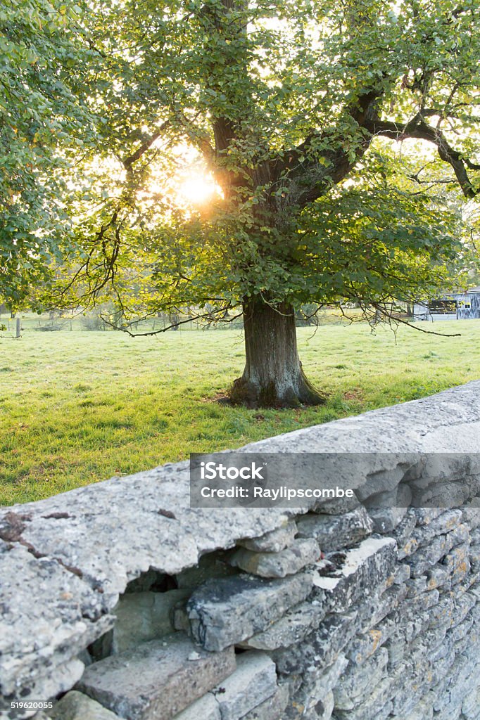 Tree with sun setting through branches/leaves Tree with sun setting through branches/leaves with Cotswold wall in foreground Agricultural Field Stock Photo