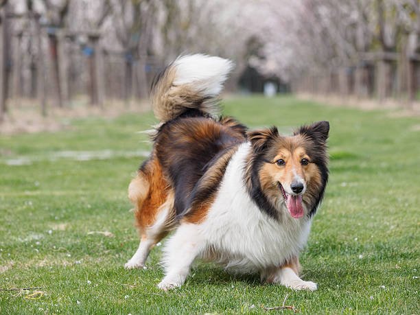 istock Purebred Shetland Sheepdog outdoors on grass meadow 519620120