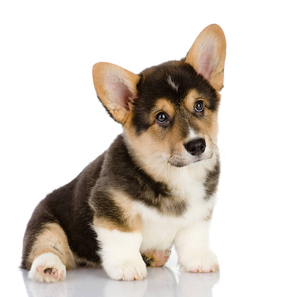 istock Pembroke Welsh Corgi puppy 519620364