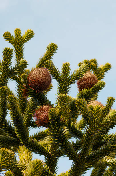 la hembra conos de araucaria. - baumblätter fotografías e imágenes de stock