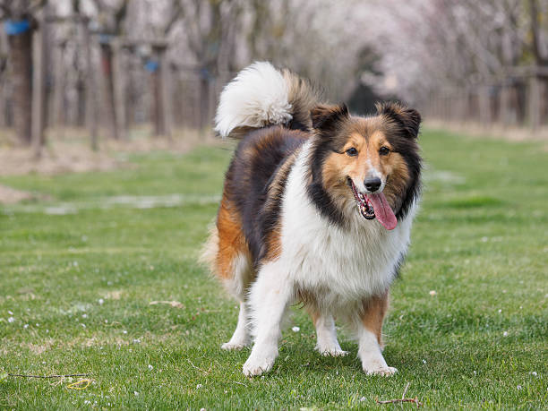 istock Purebred Shetland Sheepdog outdoors on grass meadow 519620630