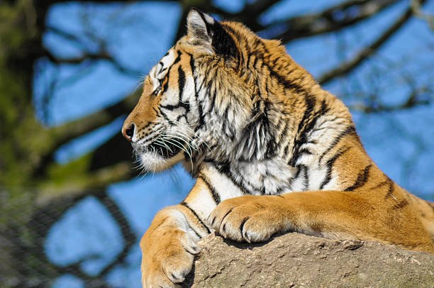 istock Tiger sitting on rock in Zoo cage 519620783