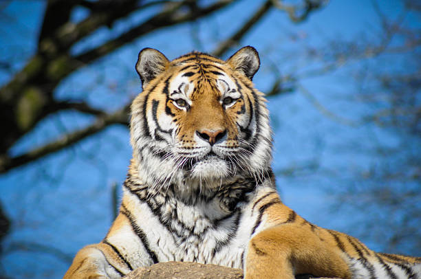 istock Tiger sitting on rock in Zoo cage 519620785