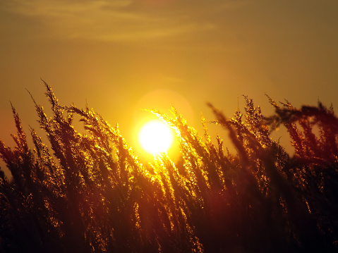 Golden stalks of grass in the field against setting sun