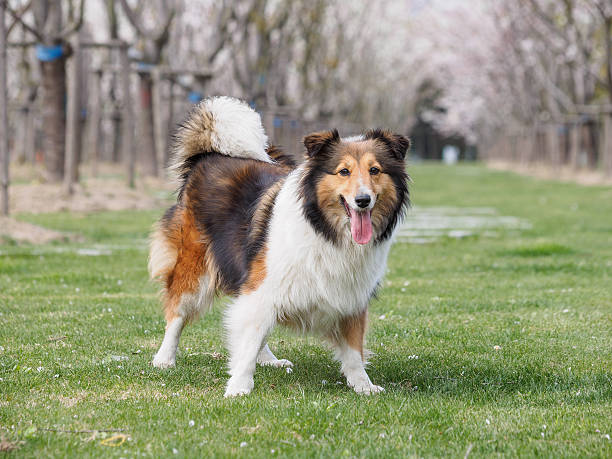 istock Purebred Shetland Sheepdog outdoors on grass meadow 519621014
