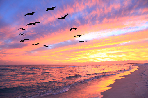 Flock of Pelicans Fly Over the Beach at Sunset