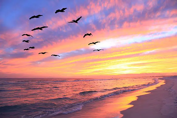 Photo of Flock of Pelicans Fly Over the Beach at Sunset