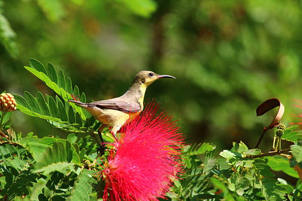 istock Purple Sunbird in flowering tree. 519621493