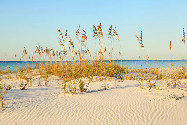 istock Rippled White Sand Dunes and Sea Oats on Beach 519621761