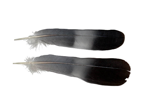 istock Wood pigeon feathers isolated on white 519621951