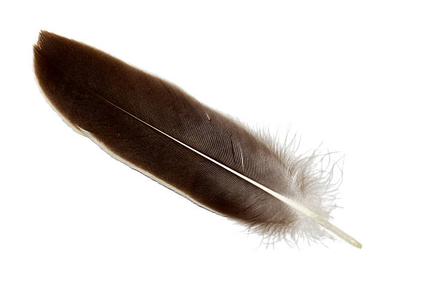 istock Greylag goose feather isolated on white 519622101