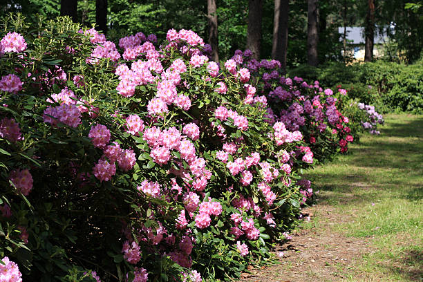 istock Blooming rhododendron garden 519622131
