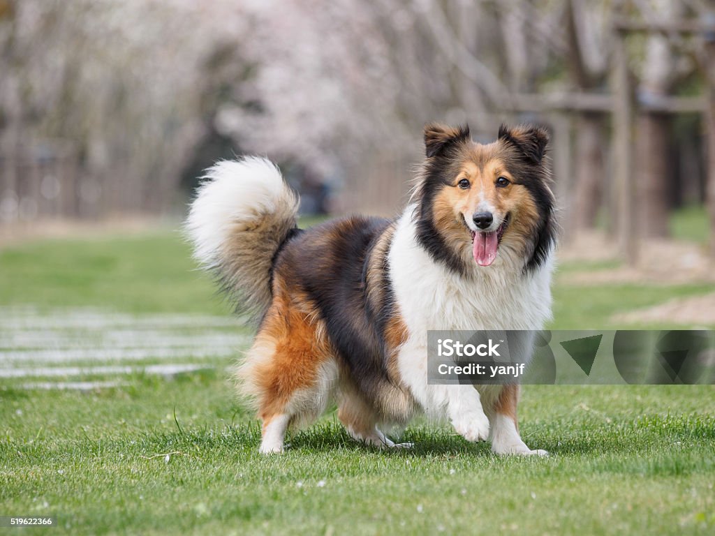 Purebred Shetland Sheepdog outdoors on grass meadow Purebred Shetland Sheepdog outdoors in the nature on grass meadow on a spring sunny day. Dog Stock Photo