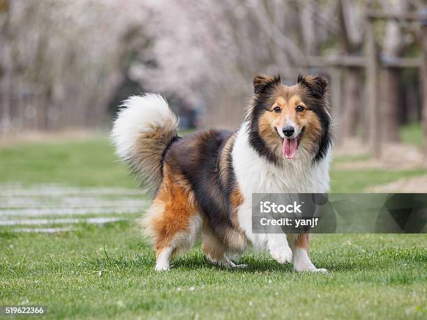 Purebred Shetland Sheepdog Outdoors On Grass Meadow Stock Photo - Download Image Now