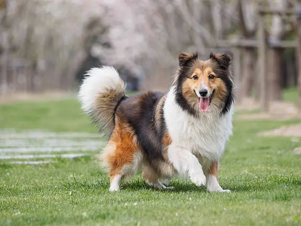 Purebred Shetland Sheepdog outdoors in the nature on grass meadow on a spring sunny day.