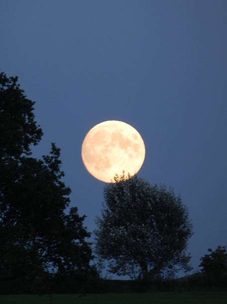 istock Full Moon Behind the Shadow of Trees 519622823
