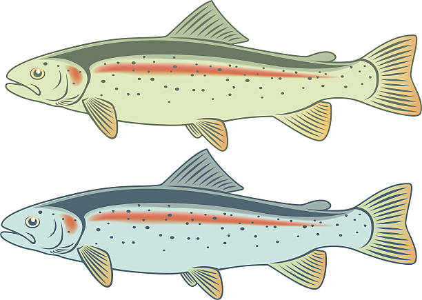 ilustraciones, imágenes clip art, dibujos animados e iconos de stock de trucha - bull trout