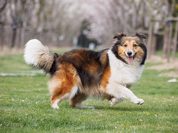 istock Purebred Shetland Sheepdog outdoors on grass meadow 519623084
