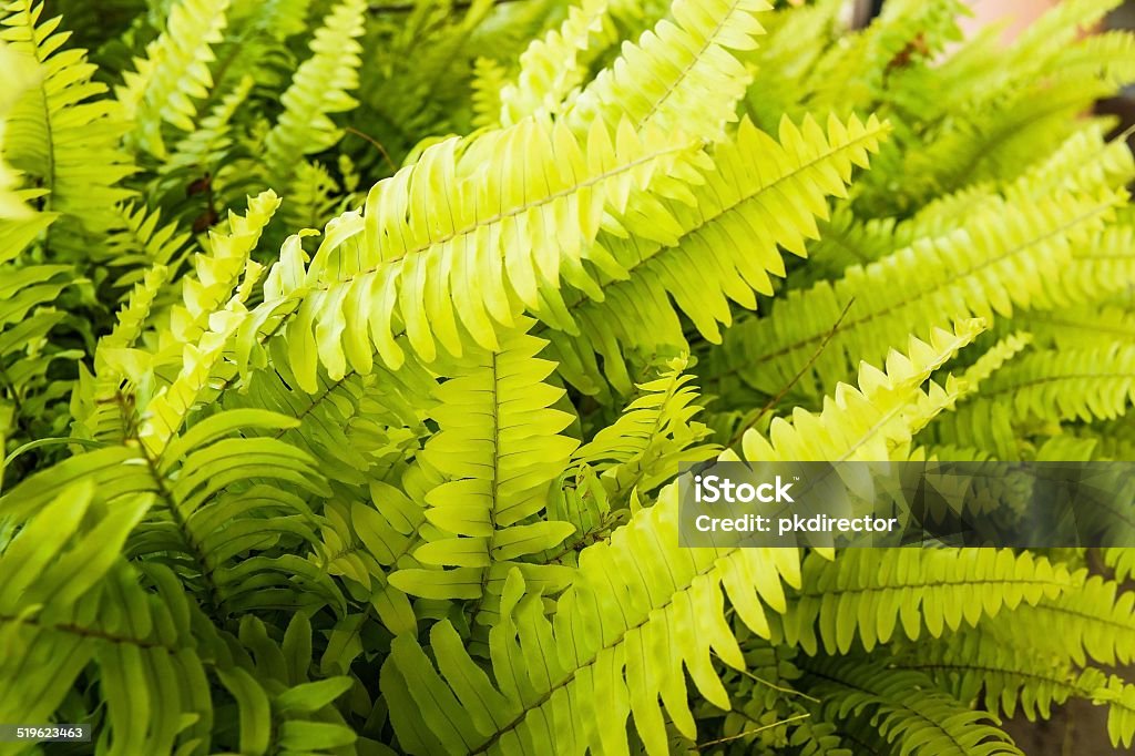 Pteridophyta - Foto de stock de Aire libre libre de derechos