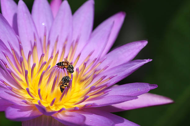 istock Pollen of pink Lotus and Bees 519623807