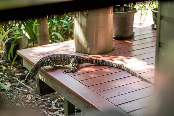 istock Goanna - Native Australian Lizard on Balcony 519623834