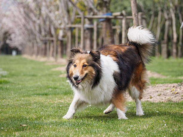 istock Purebred Shetland Sheepdog outdoors on grass meadow 519623916