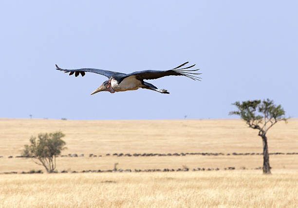 Marabu stork flying over yellow plains Marabu stork flying over yellow plains of Masai Mara, Kenya, Africa marabu stork stock pictures, royalty-free photos & images